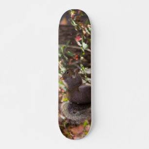 Eichhörnchen-Fütterungszeit Skateboard