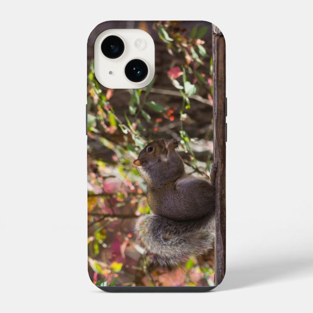 Eichhörnchen-Futterzeit iPhone-Hülle iPhone Hülle (Rückseite)