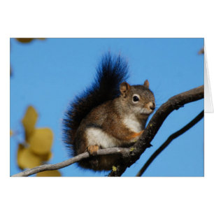 Eichhörnchen gegen blauen Himmel