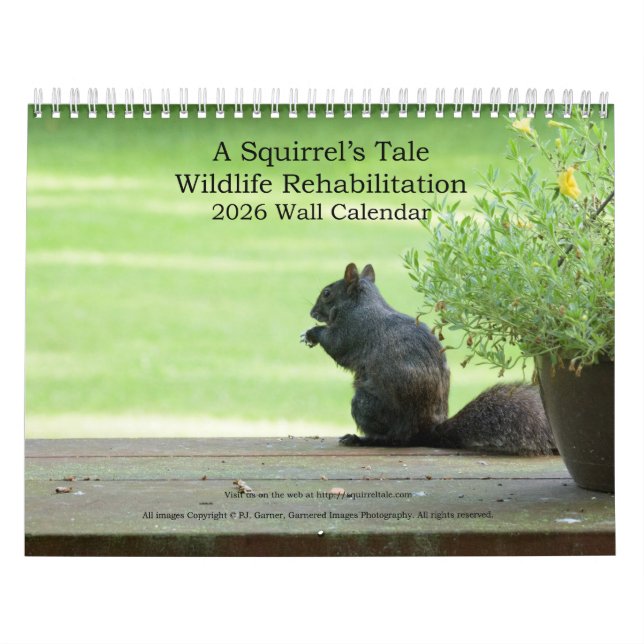 Eichhörnchen-Geschichte 2026 Wandkalender (Titelbild)