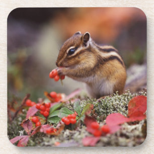 Eichhörnchen Getränkeuntersetzer