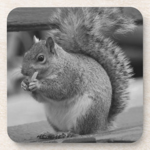 Eichhörnchen Getränkeuntersetzer