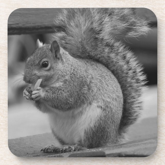 Eichhörnchen Getränkeuntersetzer (Vorderseite)