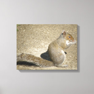 Eichhörnchen Hungrio Horatio Canvas Print Leinwanddruck