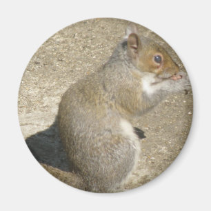 Eichhörnchen Hungry Horatio Magnet