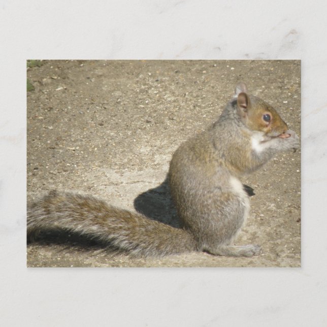 Eichhörnchen Hungry Horatio Postcard Postkarte (Vorderseite)
