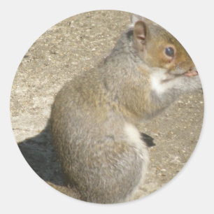 Eichhörnchen Hungry Horatio Sticker