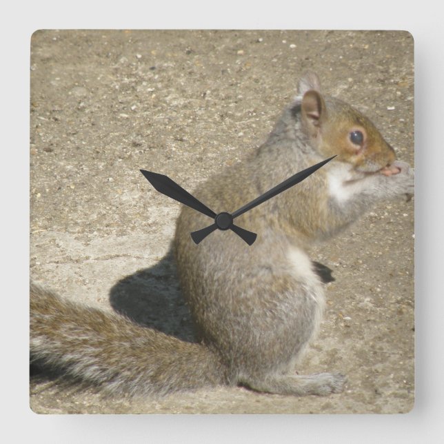 Eichhörnchen Hungry Horatio Wall Clock Quadratische Wanduhr (Vorderseite)
