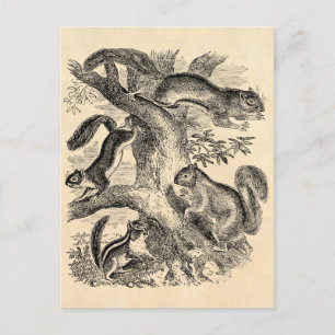 Eichhörnchen-Illustration aus dem 19. Jahrhundert Postkarte