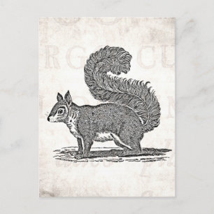 Eichhörnchen-Illustration im Vintage-Stil - Eichhö Postkarte