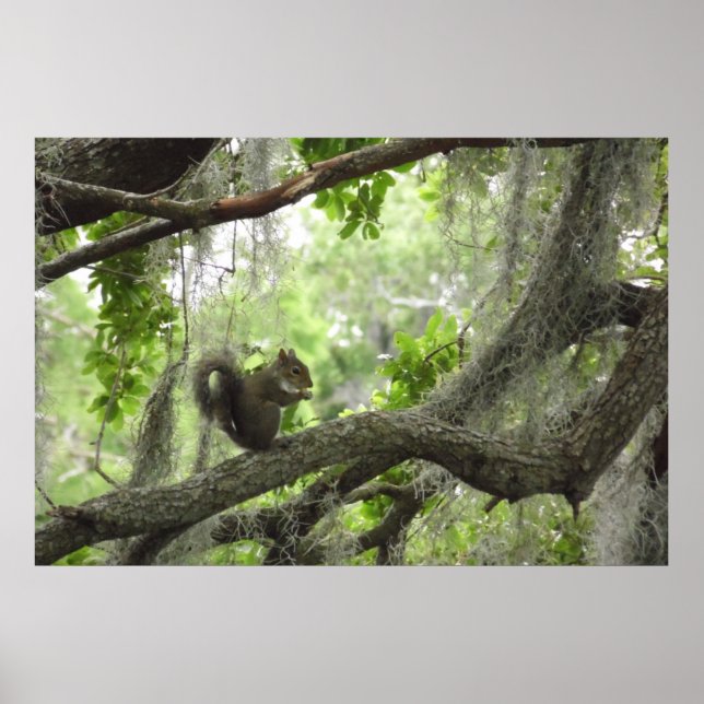 Eichhörnchen im Baum 40" x 27" Poster (Vorne)