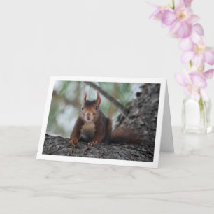 Eichhörnchen im Baum Karte