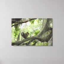 Eichhörnchen im Baum