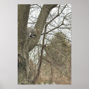 Eichhörnchen im Baum Plakat