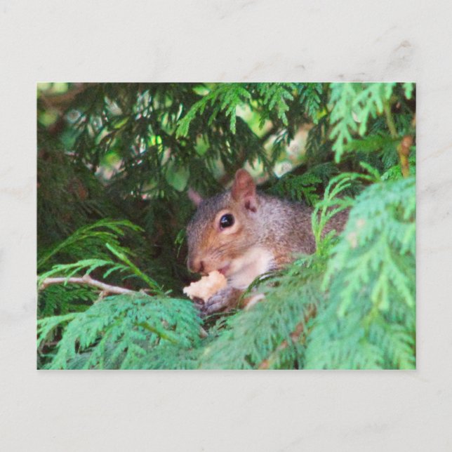 Eichhörnchen im Baum Postkarte (Vorderseite)