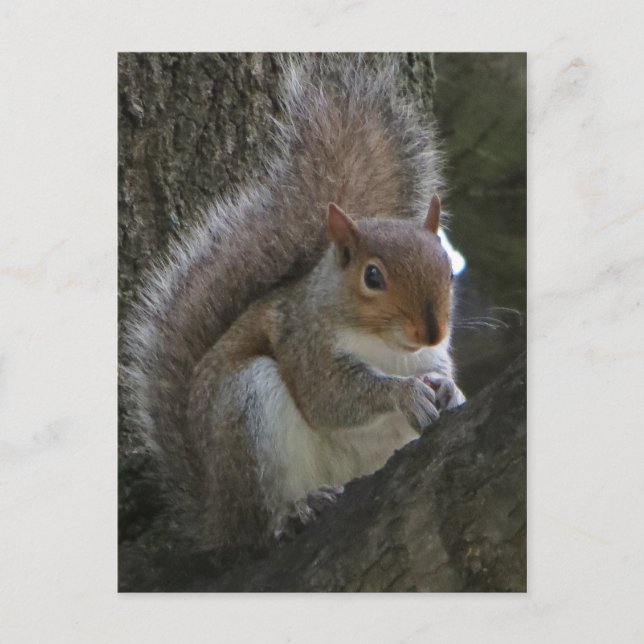 Eichhörnchen im Baum Postkarte (Vorderseite)
