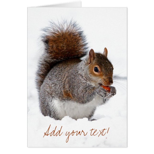 Eichhörnchen im Schnee (Vorne)