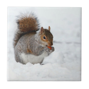 Eichhörnchen im Schnee mit Berry Fliese