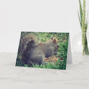 Eichhörnchen im Vogelgeflügel Karte