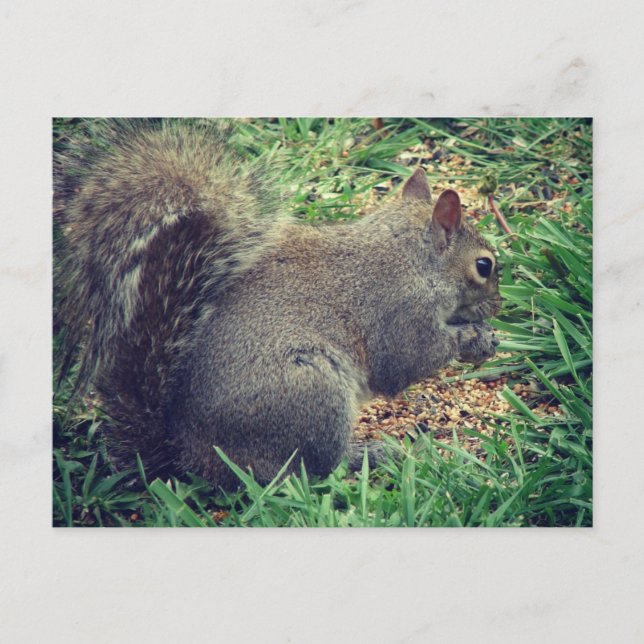 Eichhörnchen im Vogelgeflügel Postkarte (Vorderseite)