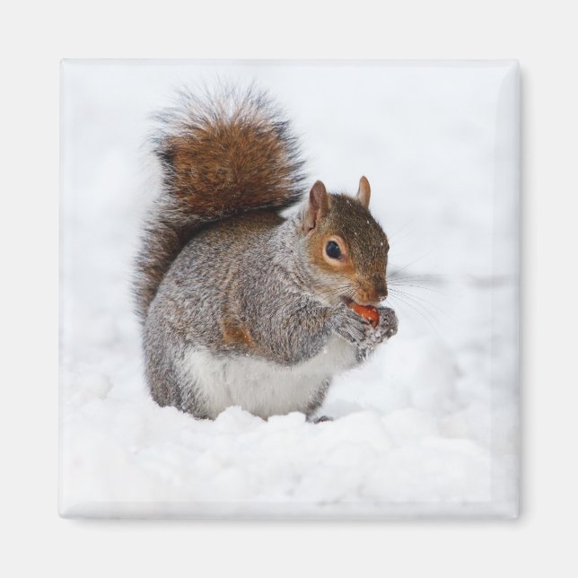 Eichhörnchen im Winter Magnet (Vorne)