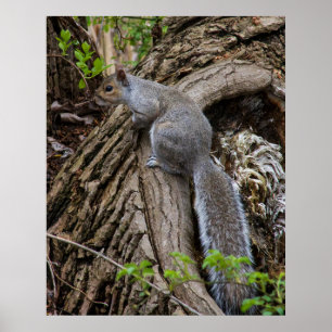 Eichhörnchen in Bereitschaft Poster