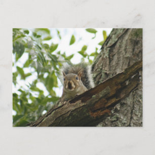 Eichhörnchen in der Baumpostkarte Postkarte