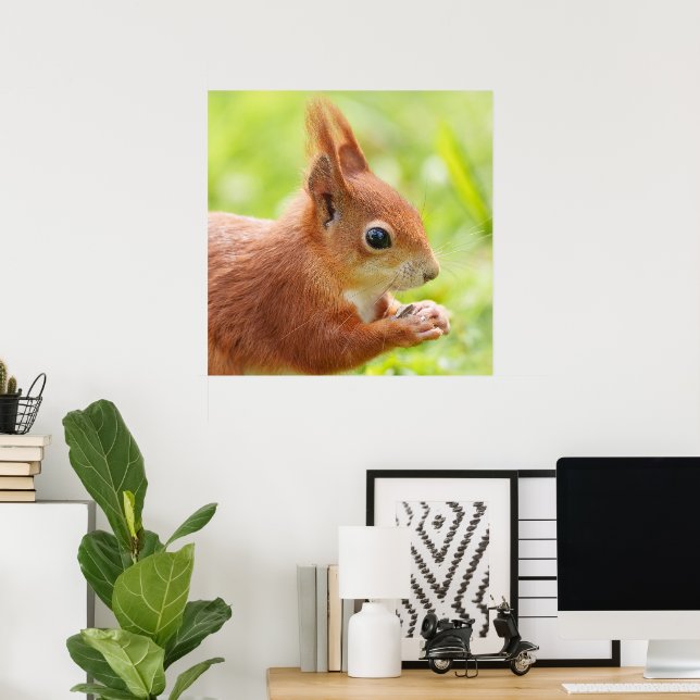 Eichhörnchen in der Sonne Poster (Heimbüro)
