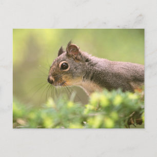 Eichhörnchen in einem Baum Postkarte