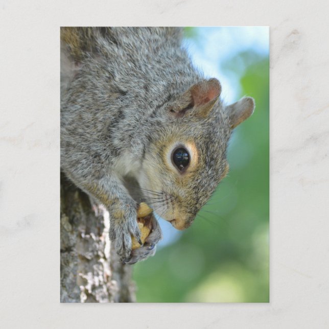 Eichhörnchen in einem Baum Postkarte (Vorderseite)
