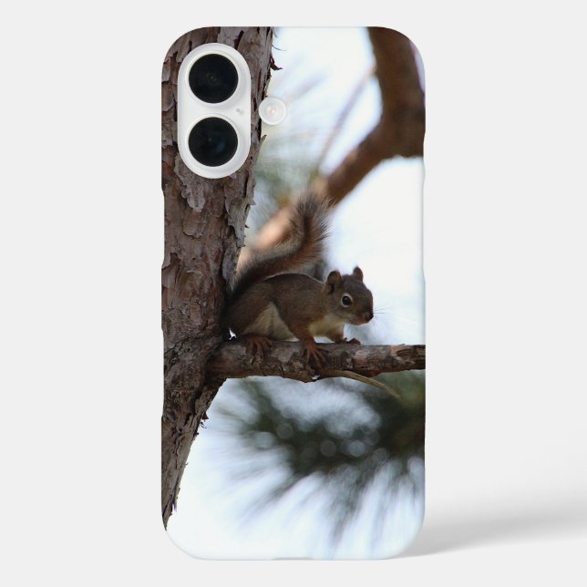 Eichhörnchen in einem Kiefernbaum Case-Mate iPhone Hülle (Rückseite)