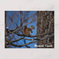 Eichhörnchen in Montreal