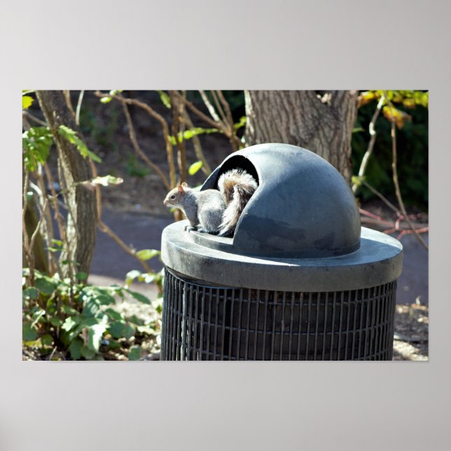 Eichhörnchen in Mülleimer Poster (Vorne)