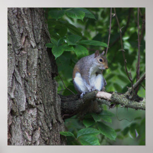 Eichhörnchen in Tree Foto Poster