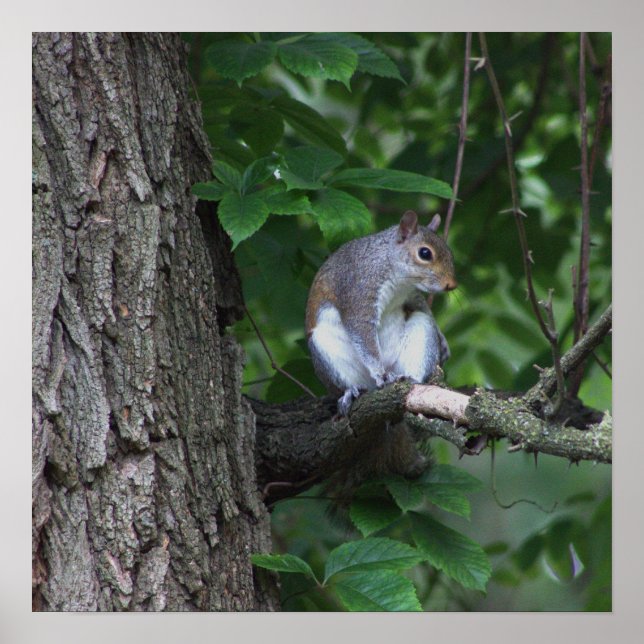 Eichhörnchen in Tree Foto Poster (Vorne)