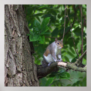 Eichhörnchen in Tree Foto Poster