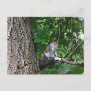 Eichhörnchen in Tree Foto Postkarte