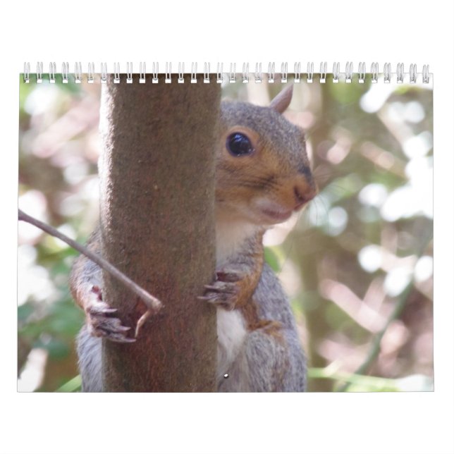 Eichhörnchen Kalender (Titelbild)