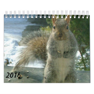 Eichhörnchen-Kalender 2016 Kalender