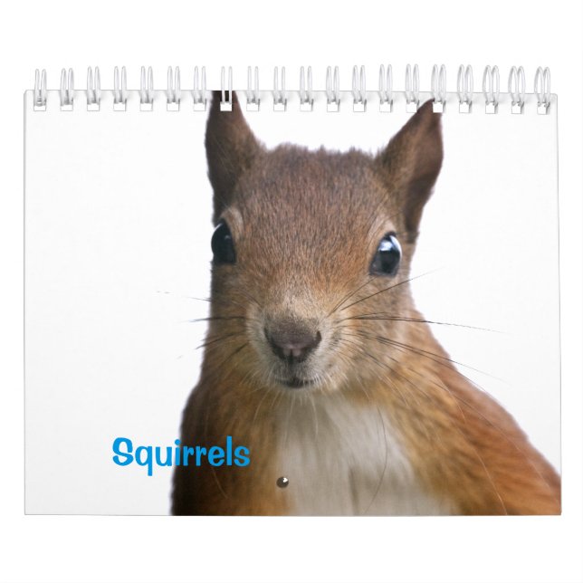 Eichhörnchen-Kalender Kalender (Titelbild)