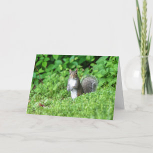 Eichhörnchen Karte