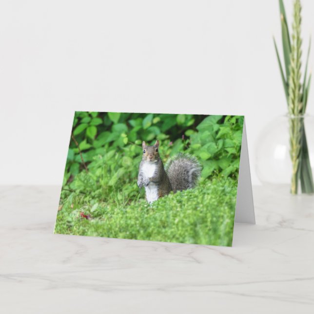 Eichhörnchen Karte (Vorderseite)