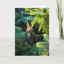 Eichhörnchen
