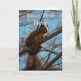 Eichhörnchen karte