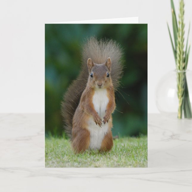 Eichhörnchen Karte (Vorderseite)