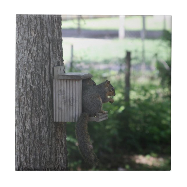 Eichhörnchen Keramik Fliese (Vorderseite)