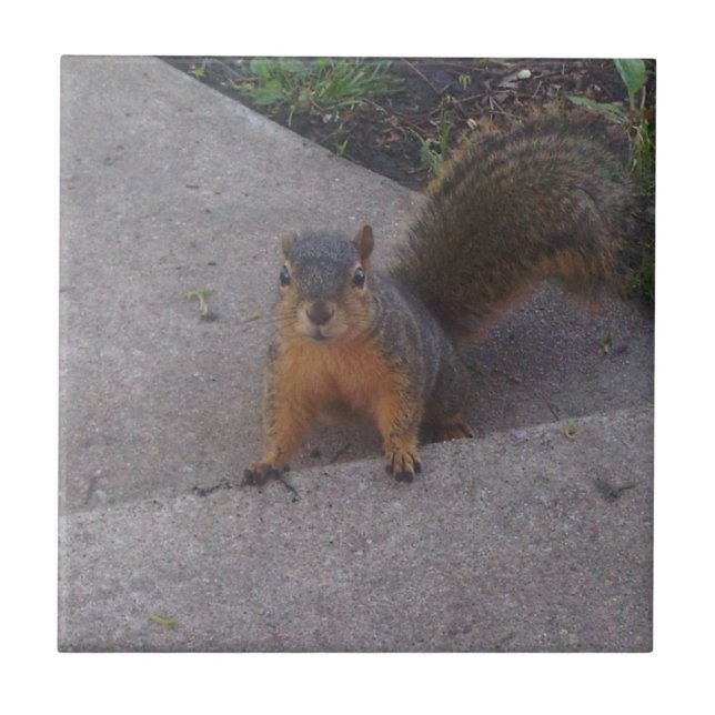 Eichhörnchen Keramik Fliese (Vorderseite)