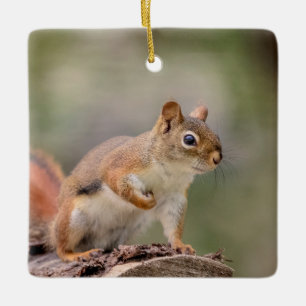 Eichhörnchen Keramikornament