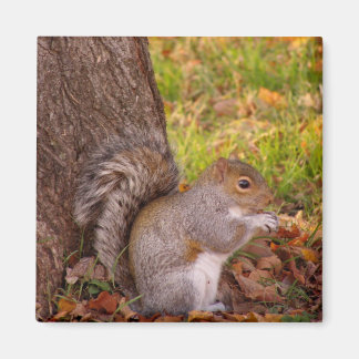 Eichhörnchen-Kühlschrankmagnet Magnet