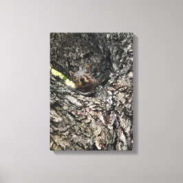 Eichhörnchen Leinwanddruck